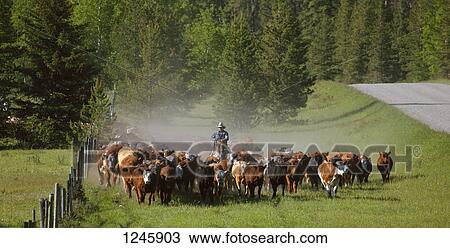 Cattle herding View Large Photo Image Stock Image - Cattle herding. Fotosearch