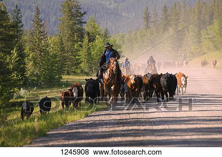 Cattle herding View Large Photo Image Stock Photo - Cattle herding. Fotosearch