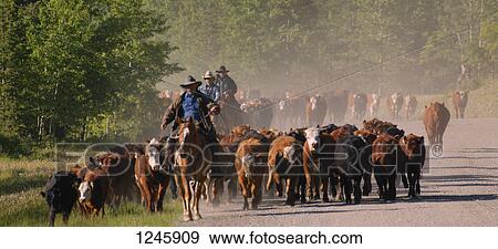 Cattle herding View Large Photo Image Stock Photo - Cattle herding. Fotosearch