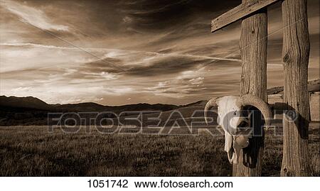 Stock Image - Cattle skull hanging on ranchers fence. Fotosearch