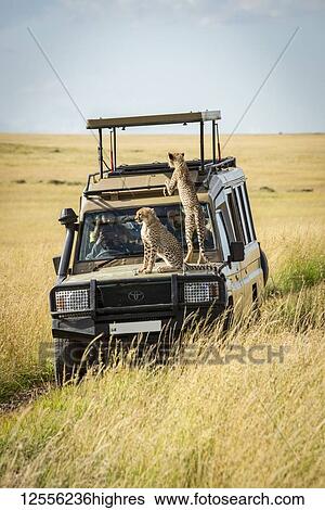 Cheetah cub (Acinonyx jubatus) sits by another on bonnet, Serengeti; Tanzania View Large Photo Image Stock Photograph - Cheetah cub (Acinonyx jubatus) sits by another on bonnet, Serengeti; Tanzania. Fotosearch