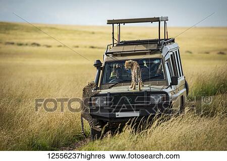 Cheetah cub (Acinonyx jubatus) watches another cling to truck, Serengeti; Tanzania View Large Photo Image Stock Photograph - Cheetah cub (Acinonyx jubatus) watches another cling to truck, Serengeti; Tanzania. Fotosearch