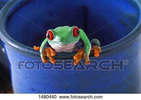 Stock Image - Closeup of a frog. Fotosearch