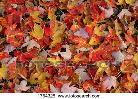 Colorful of autumn leaves View Large Photo Image Stock Photography - Colorful of autumn leaves. Fotosearch