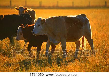 Stock Image - Cows at pasture. Fotosearch