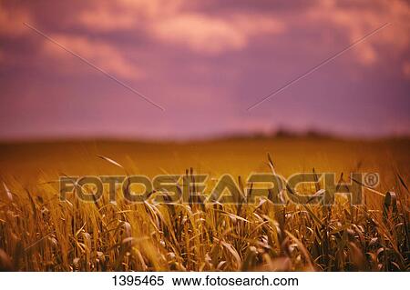 Stock Photography - Crop at sunrise/sunset. Fotosearch
