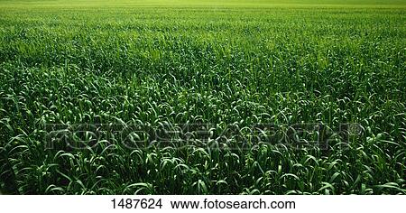 Crop View Large Photo Image Picture - Crop. Fotosearch