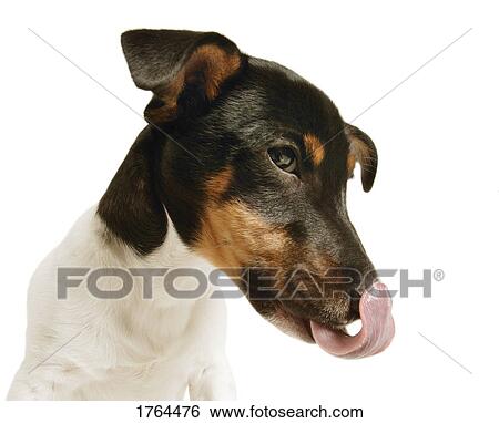 Dog licks his nose View Large Photo Image Stock Photograph - Dog licks his nose. Fotosearch