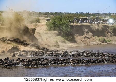 Dozens of tourists look on as a large herd of Wildebeest (Connochaetes taurinus) kicks up dust as they plunge down a steep bank to cross the Mara River, Serengeti National Park; Tanzania View Large Photo Image Stock Photograph - Dozens of tourists look on as a large herd of Wildebeest (Connochaetes taurinus) kicks up dust as they plunge down a steep bank to cross the Mara River, Serengeti National Park; Tanzania. Fotosearch