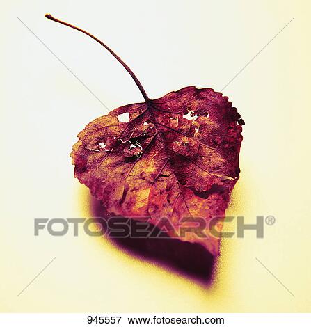 Stock Photo - Dried leaf. Fotosearch