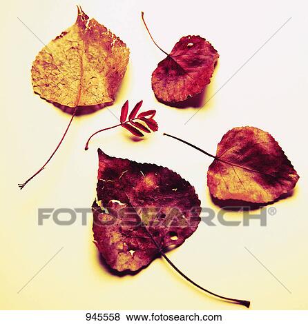 Dried leaves View Large Photo Image Stock Photo - Dried leaves. Fotosearch
