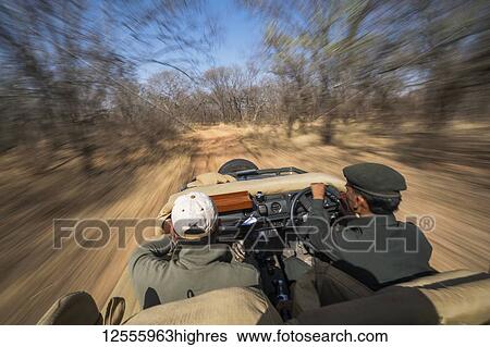Driving through Ranthambore National Park looking for tigers; Rajasthan, India View Large Photo Image Stock Photograph - Driving through Ranthambore National Park looking for tigers; Rajasthan, India. Fotosearch