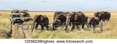 Stock Photograph - Elephant herd (Loxodonta africana) crosses track by two trucks, Serengeti; Tanzania. Fotosearch