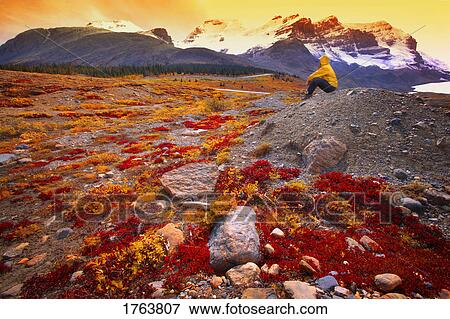 Stock Photo - Enjoying the view Columbia Ice fields Jasper National Park Alberta. Fotosearch