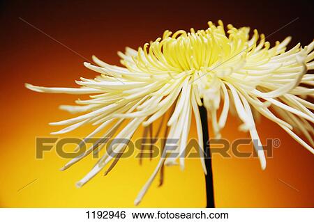 Stock Photograph - Flower. Fotosearch