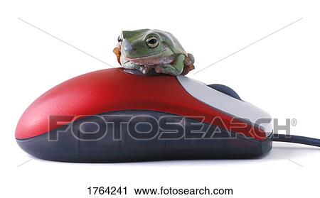 Stock Image - Frog on a mouse. Fotosearch