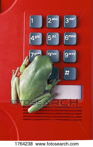 Frog on telephone keypad View Large Photo Image Stock Photo - Frog on telephone keypad. Fotosearch