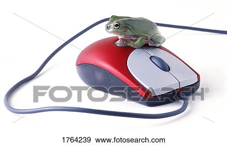 Frog sitting on a mouse View Large Photo Image Stock Photo - Frog sitting on a mouse. Fotosearch