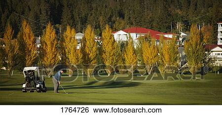 Stock Photograph - Golfer chips ball. Fotosearch