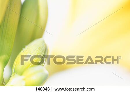 Stock Image - Green and yellow. Fotosearch