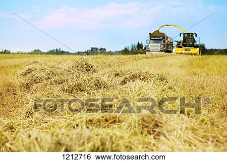 Harvest time View Large Photo Image Stock Photograph - Harvest time. Fotosearch