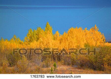 Lake and trees in autumn View Large Photo Image Stock Image - Lake and trees in autumn. Fotosearch