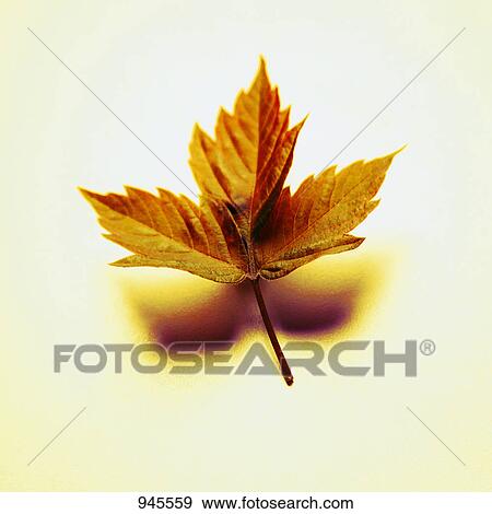 Stock Photo - Maple leaf. Fotosearch
