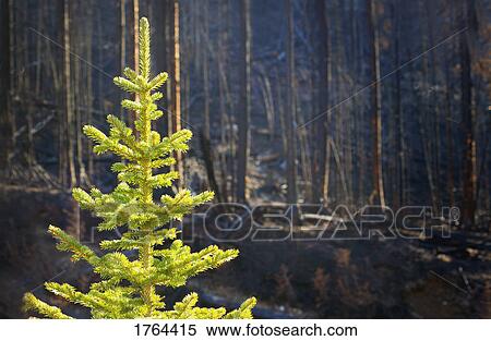 New growth after a fire View Large Photo Image Stock Photography - New growth after a fire. Fotosearch