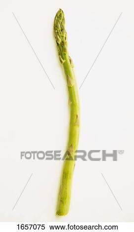One asparagus View Large Photo Image Stock Photography - One asparagus. Fotosearch