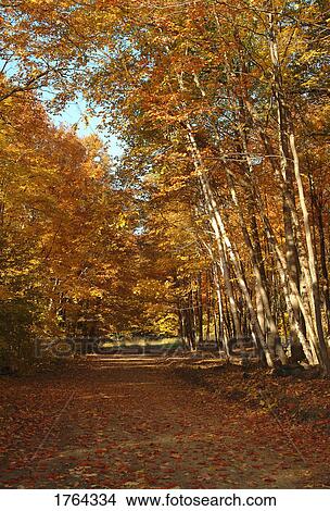 Pathway lined with trees View Large Photo Image Picture - Pathway lined with trees. Fotosearch