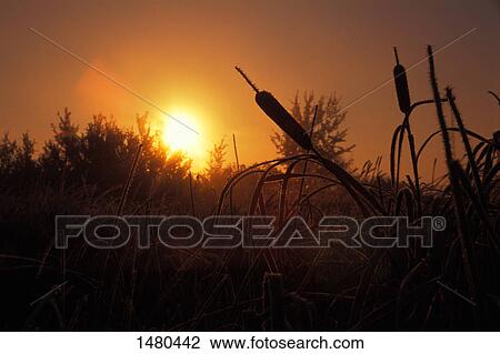 Pussy willows and sunshine View Large Photo Image Stock Image - Pussy willows and sunshine. Fotosearch