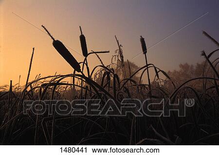 Stock Image - Pussy willows beside river. Fotosearch