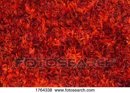 Red dyed fur View Large Photo Image Stock Photo - Red dyed fur. Fotosearch