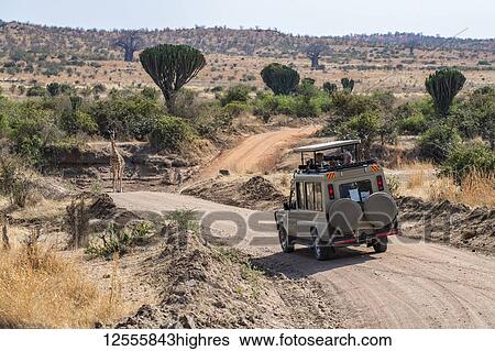 Stock Photograph - Safari vehicle with photographers approaches a Maasai Giraffe (Giraffa camelopardalis) standing in road with Candelabra trees (Euphorbia candelabrum) and Baobab trees (Adansonia digitata) in the background in Ruaha National Park; Tanzania. Fotosearch