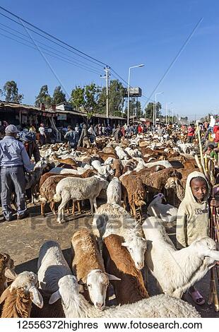 Stock Photograph - Sheep (Ovis aries) at the cattle market; Bahir Dar, Amhara Region, Ethiopia. Fotosearch