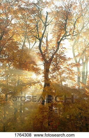 Stock Photo - Sun breaking through trees. Fotosearch