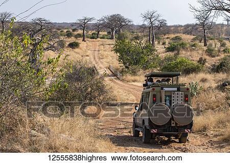 Tourists in safari vehicle looking for wildlife in the dry savannah of Ruaha National Park; Tanzania View Large Photo Image Stock Photograph - Tourists in safari vehicle looking for wildlife in the dry savannah of Ruaha National Park; Tanzania. Fotosearch
