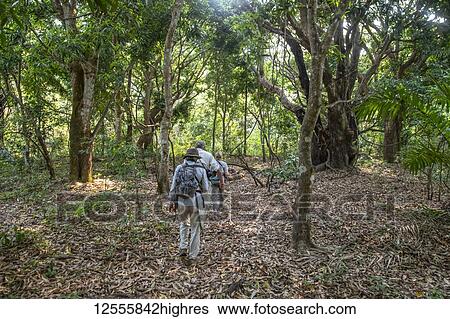 Tourists setting off to look for Chimpanzees in Mahale Mountains National Park, Lake Tanganyika; Tanzania View Large Photo Image Stock Photograph - Tourists setting off to look for Chimpanzees in Mahale Mountains National Park, Lake Tanganyika; Tanzania. Fotosearch