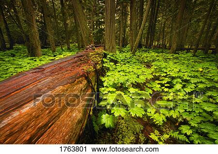 Tree fallen in the forest View Large Photo Image Stock Image - Tree fallen in the forest. Fotosearch