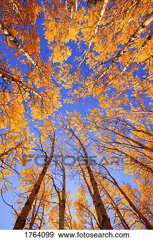 Tree tops View Large Photo Image Stock Photo - Tree tops. Fotosearch