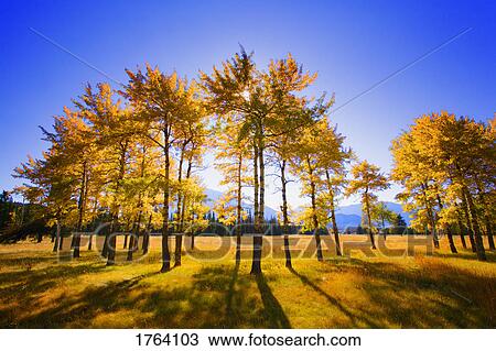Trees in autumn View Large Photo Image Stock Image - Trees in autumn. Fotosearch
