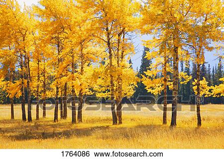 Trees in autumn View Large Photo Image Stock Photograph - Trees in autumn. Fotosearch