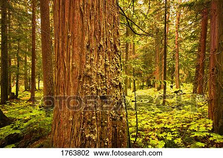 Trees in the forest View Large Photo Image Stock Image - Trees in the forest. Fotosearch