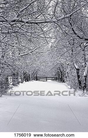 Stock Photo - Trees in winter. Fotosearch