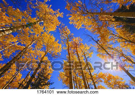 Stock Image - Upward view of trees in autumn. Fotosearch