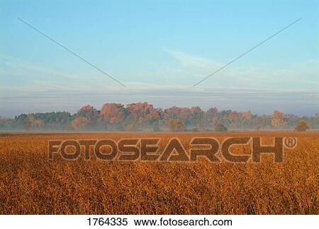 Stock Photography - View of grain field in morning. Fotosearch