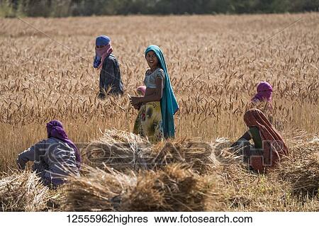 Stock Photograph - Women working in a wheat field near Jawai; Rajasthan, India. Fotosearch