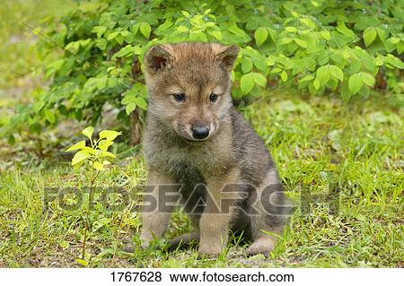 A Baby Wolf Stock Foto Fotosearch