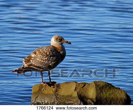 A bird on a rock View Large Photo Image Picture - A bird on a rock. Fotosearch