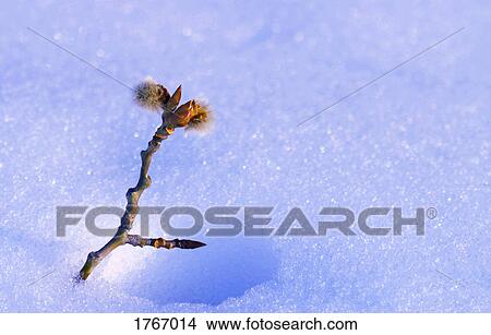 A branch sticking out of snow View Large Photo Image Picture - A branch sticking out of snow. Fotosearch